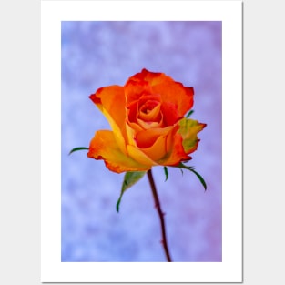 Single Orange and Yellow Rose Posters and Art